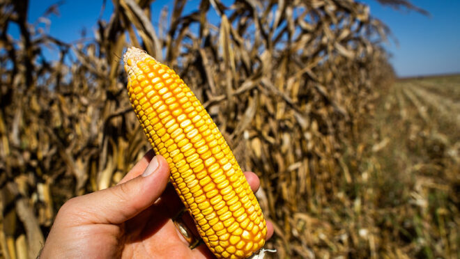 Com protagonismo crescente, etanol de milho vira aposta do agro brasileiro 