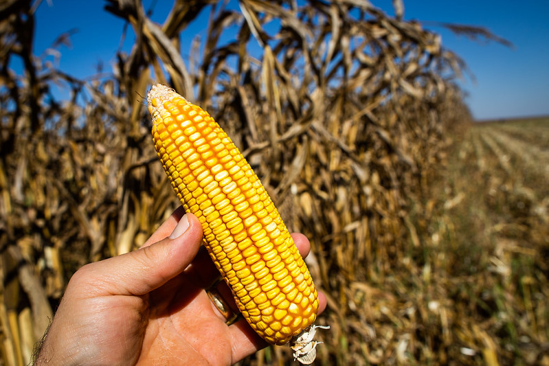 Etanol de milho: produção cresce no Brasil com foco em valor agregado, energia e integração da cadeia agroindustrial