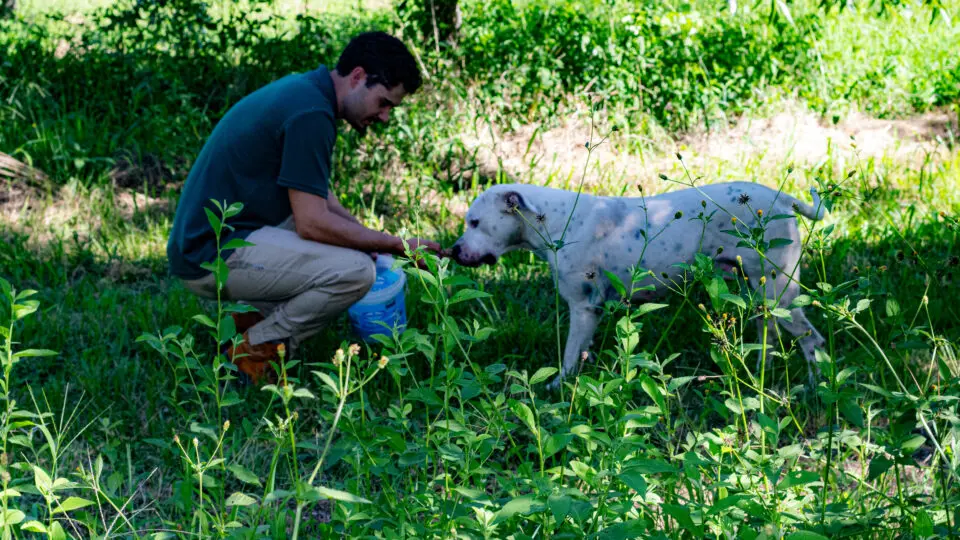 A caçada por trufas envolve funcionários especializados e um cachorro treinado para localizar o fungo raro.