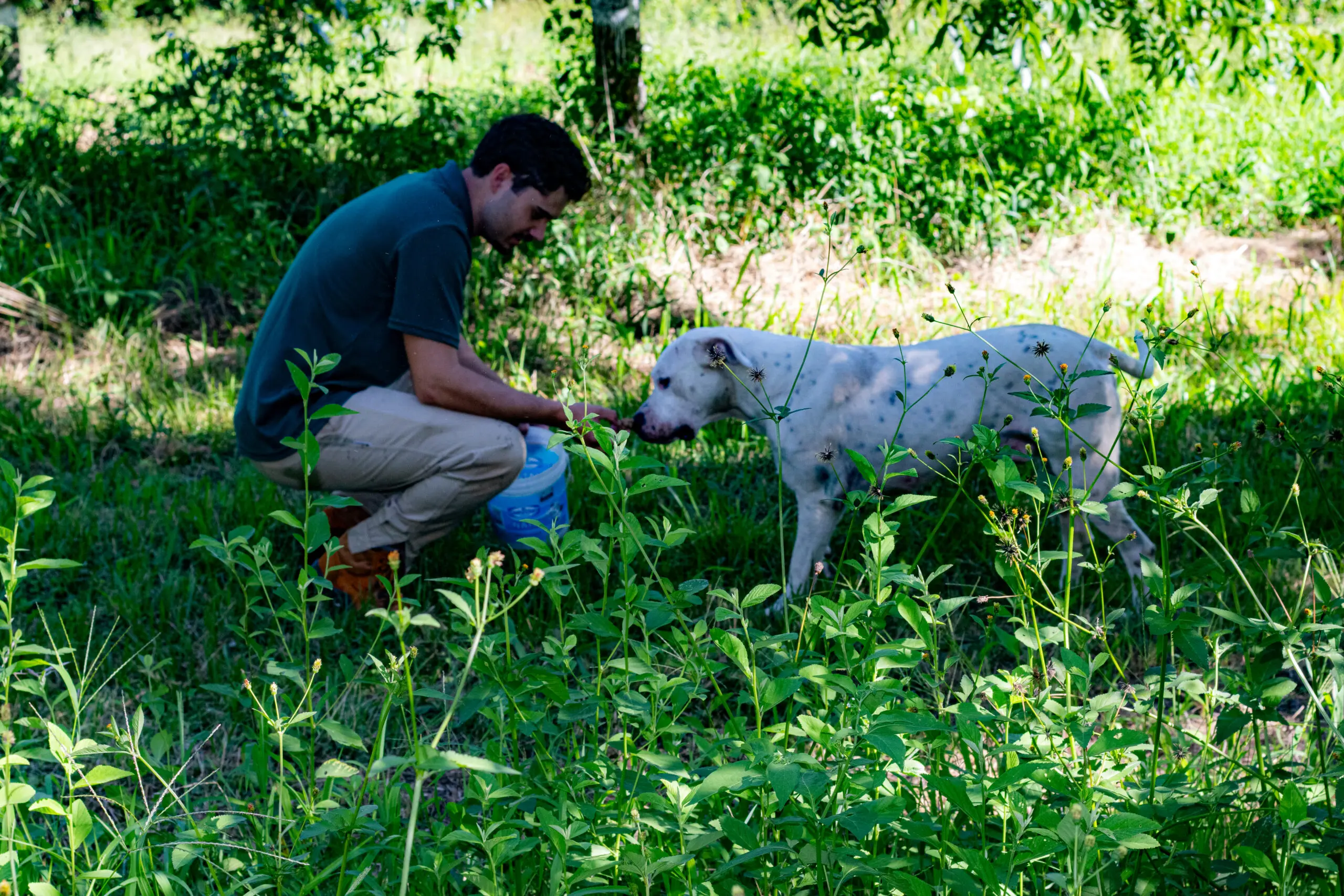 A caçada por trufas envolve funcionários especializados e um cachorro treinado para localizar o fungo raro.