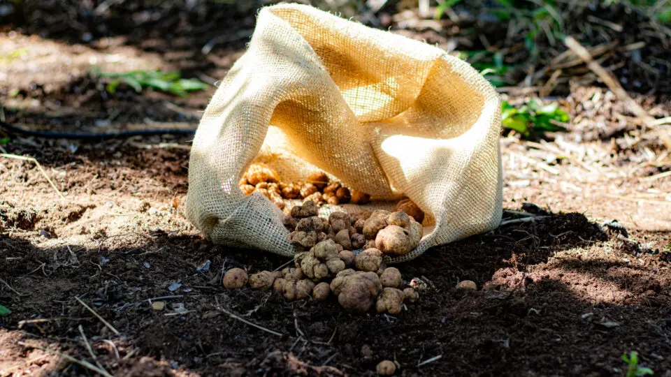 A trufa auxilia a nogueira na absorção de água e minerais, enquanto recebe os açúcares produzidos pela fotossíntese.