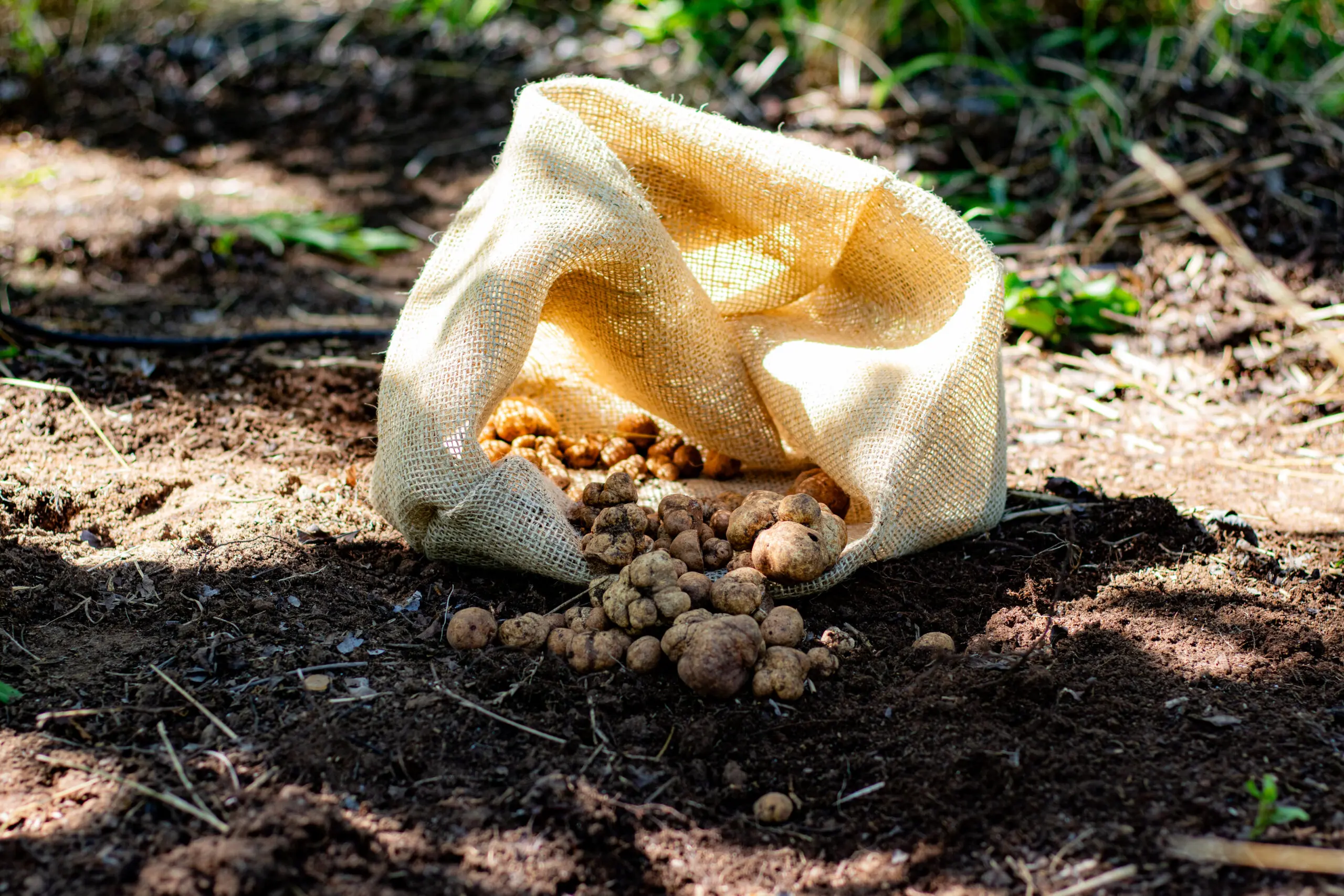 A trufa auxilia a nogueira na absorção de água e minerais, enquanto recebe os açúcares produzidos pela fotossíntese.