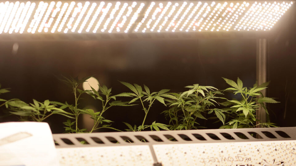 Anvisa discute termos para regulamentar produção de cannabis no Brasil