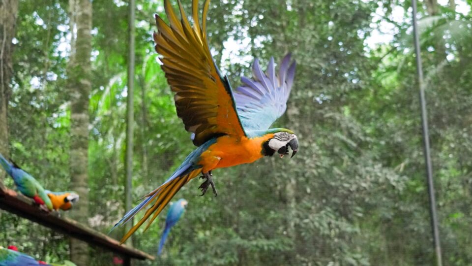 Parque das Aves