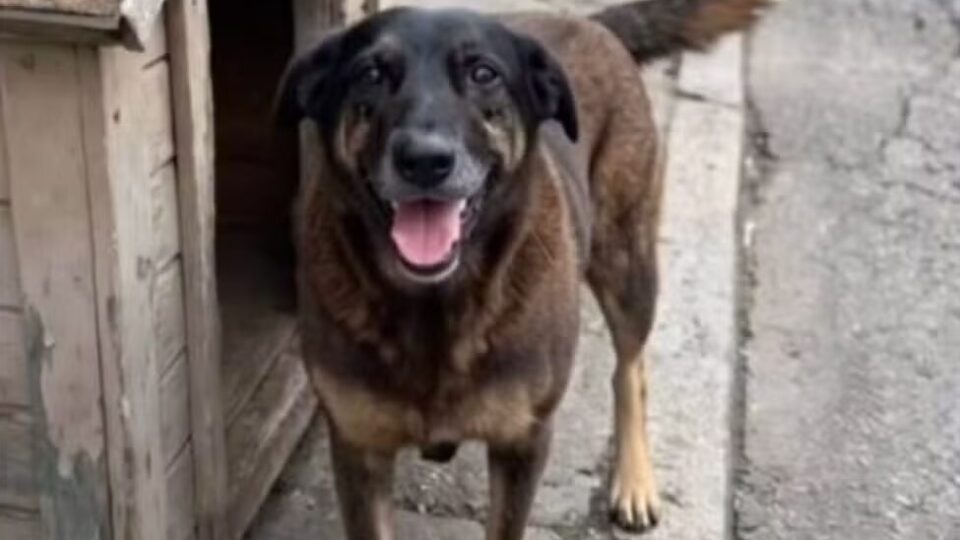 Por que o caso Orelha perturba tanto