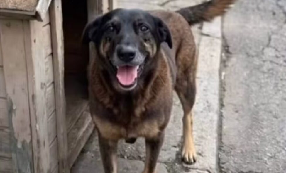 Orelha vivia entre pessoas, era visto, alimentado, acariciado. Pertencia ao tecido afetivo do bairro