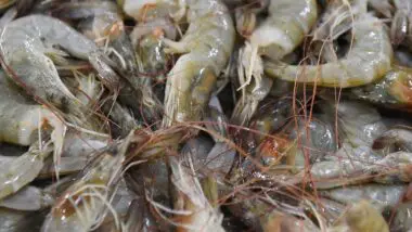 Defeso do camarão estabelece limites à pesca industrial para proteger o ciclo reprodutivo das espécies no litoral do Paraná.