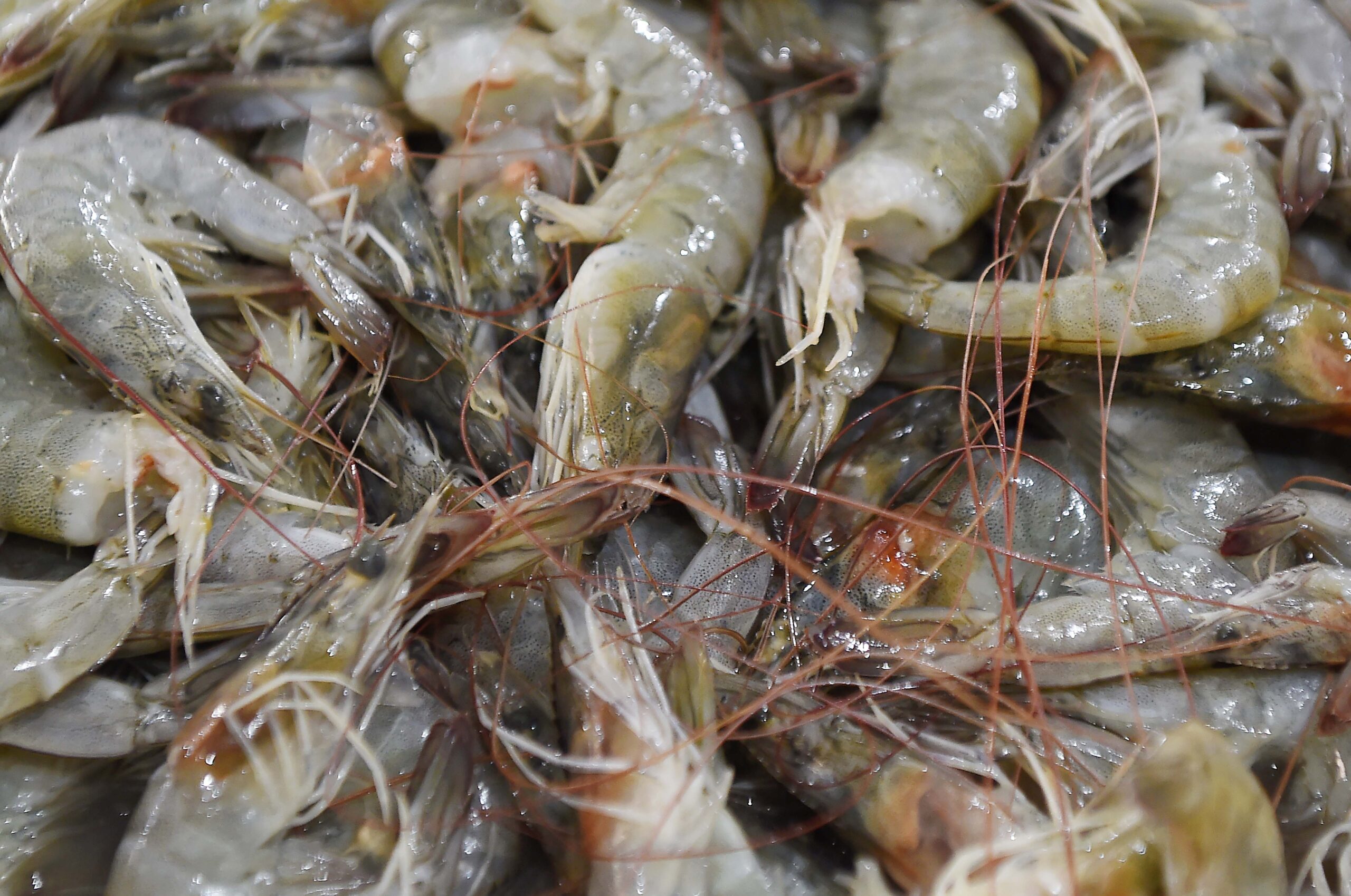 Defeso do camarão estabelece limites à pesca industrial para proteger o ciclo reprodutivo das espécies no litoral do Paraná.