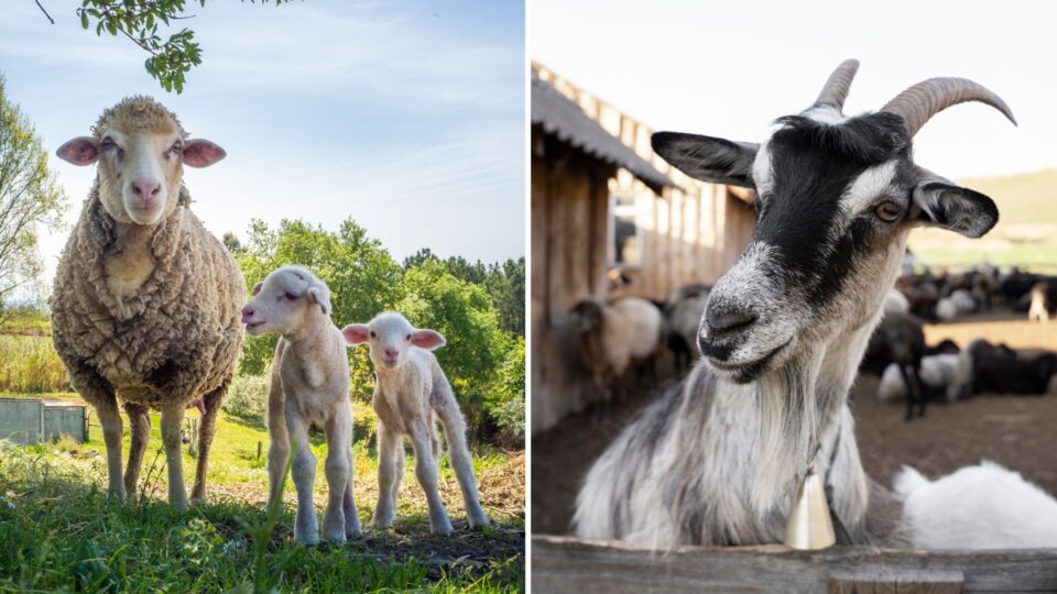 Bode ou ovelha: o caráter que você escolhe e a família que constrói