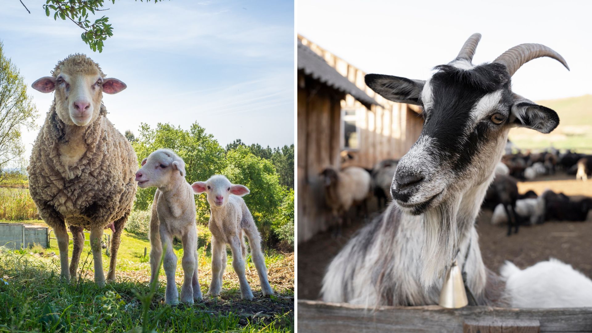 Com diferenças marcantes de comportamento, ovelhas e bodes têm muito a ensinar sobre caráter e vida em família