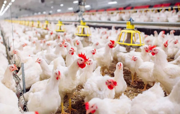 Coopavel reforça integração na avicultura durante o Show Rural com foco em tecnologia e produtores