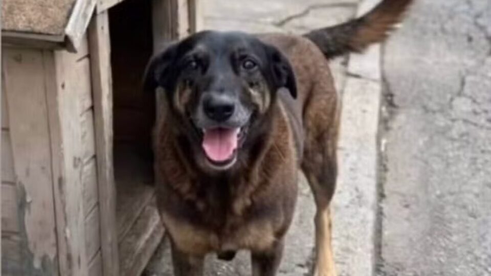 O cão Orelha, a psicopatia e o Tribunal das Ruas