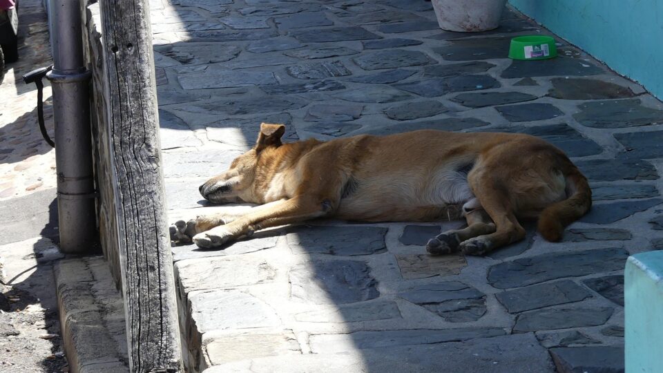 cães comunitários