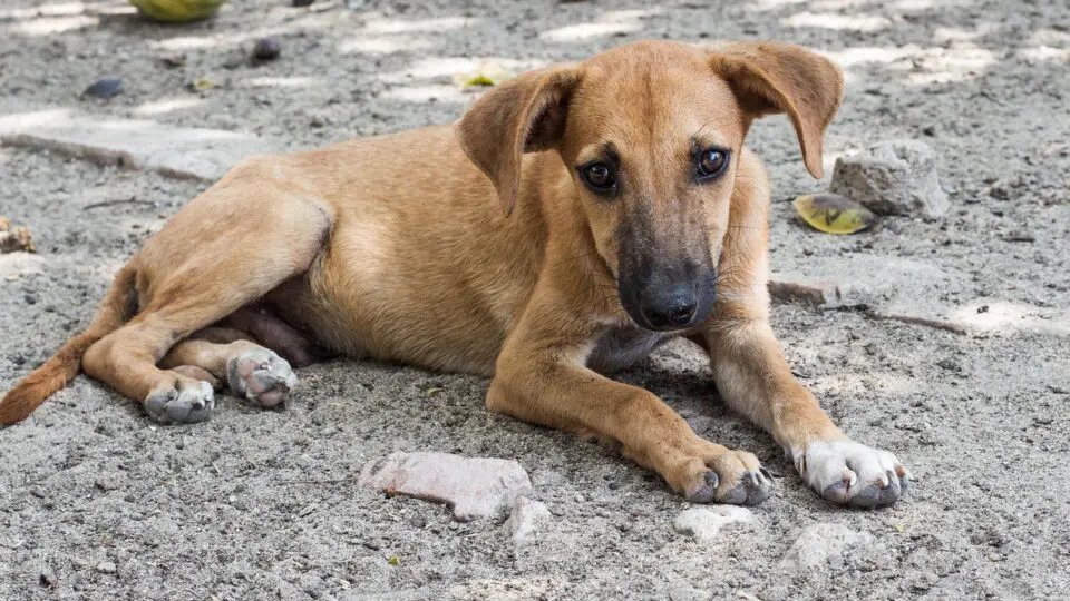 cães comunitários
