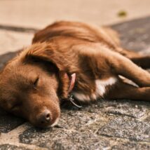 Cães comunitários vivem em espaços públicos e mantêm vínculos de cuidado com moradores. Imagem referente a matéria