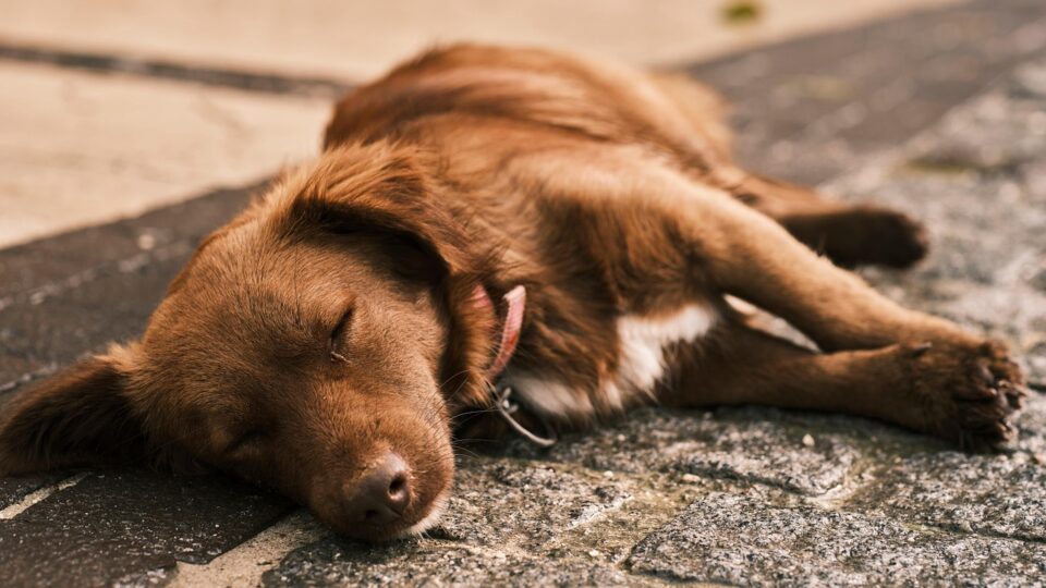 Nova lei em Santa Catarina estabelece de quem é a responsabilidade pelos cães comunitários