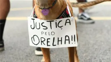 A Av. Paulista foi cenário de manifestações pedindo justiça pelo cão Orelha.