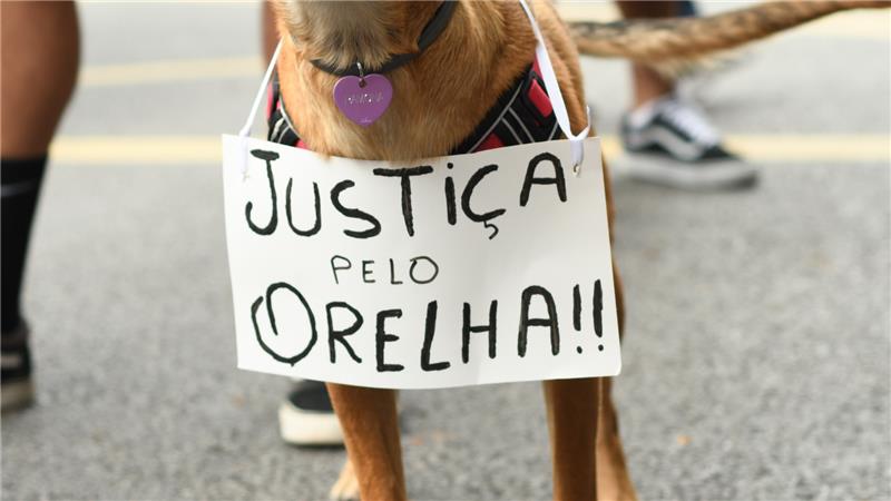A Av. Paulista foi cenário de manifestações pedindo justiça pelo cão Orelha.
