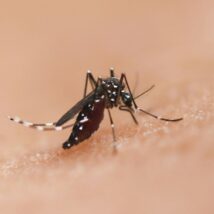 Imagem referente a matéria