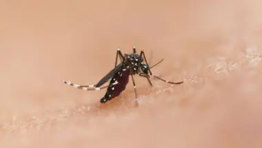 Mosquito Aedes aegypti, que pode espalhar o vírus da dengue.