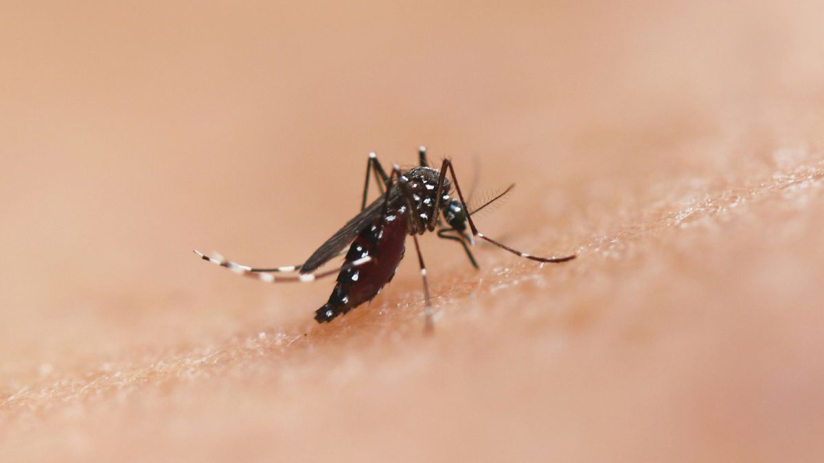 Pesquisador brasileiro desenvolve método que tem ajudado a controlar a epidemia de dengue.