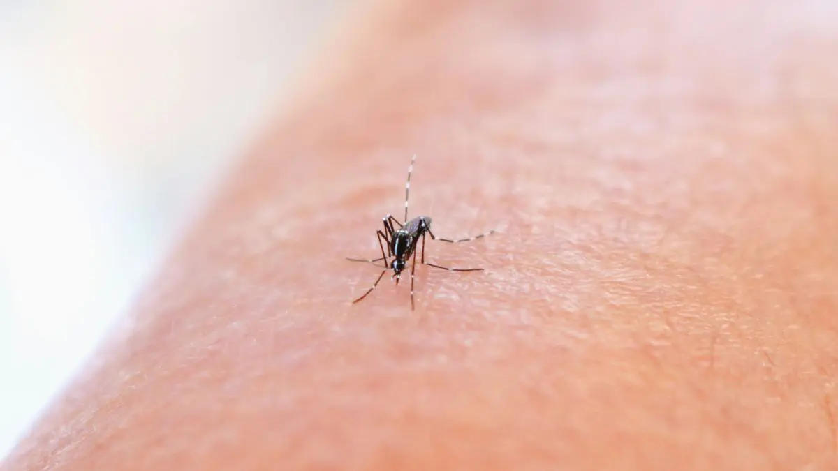 Mosquito Aedes aegypti, estudado pelo agrônomo.
