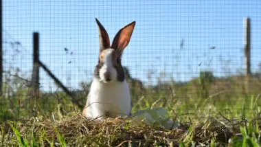 Explosão de criadouros de coelhos nos anos 1980 não foi acompanhada pelo desenvolvimento de cadeia de abatedouros, o que inviabilizou o setor