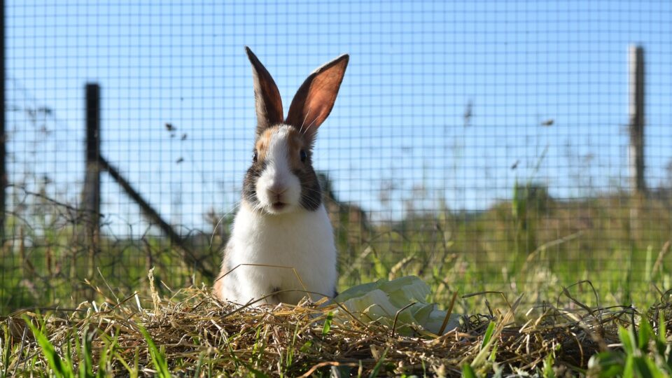 O Brasil que quase virou uma potência na produção de carne de coelho