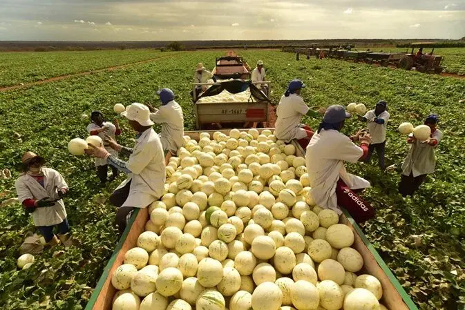 Agrícola Famosa: fazenda brasileira de melões mantém colheita diária de 1 milhão de frutos entre o Ceará e o Rio Grande do Norte.