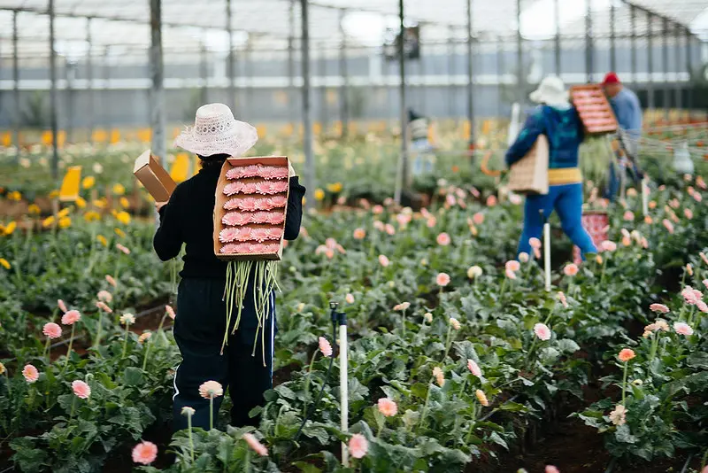 Capital Nacional das Flores, Holambra responde por cerca de 60% do mercado florista brasileiro e transformou herança cultural, eventos e paisagens floridas em motor permanente da economia local.