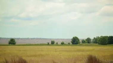 Agronegócio Angola Brasil