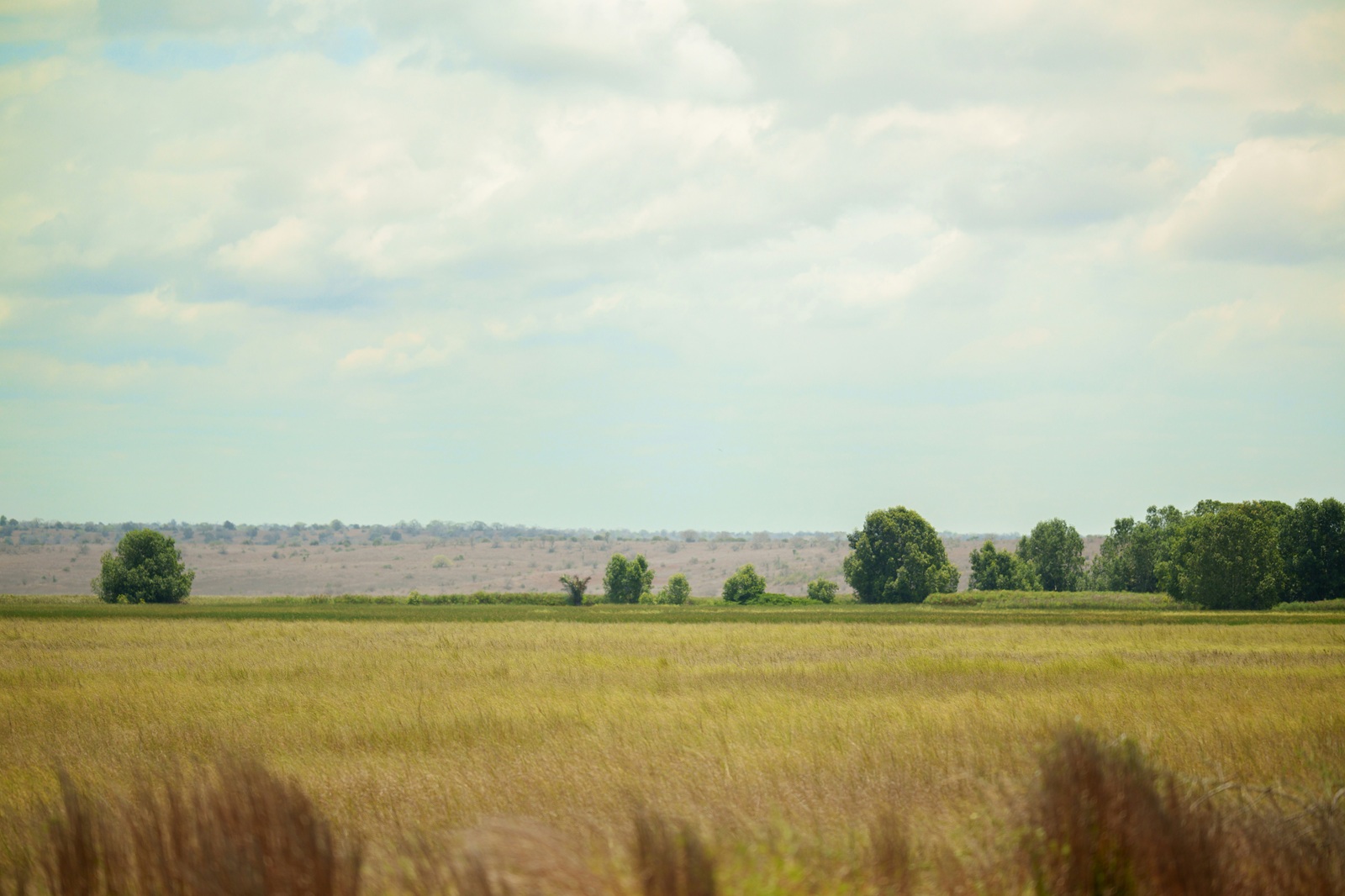Terras em Angola apresentam semelhança com Cerrado brasileiro, segundo adido agrícola do Brasil no país africano