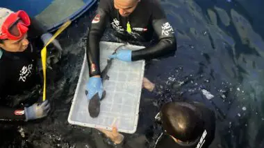 O nascimento da espécie de tubarão ameaçada de extinção é o primeiro no aquário de Foz do Iguaçu (PR), inaugurado no fim de 2025.