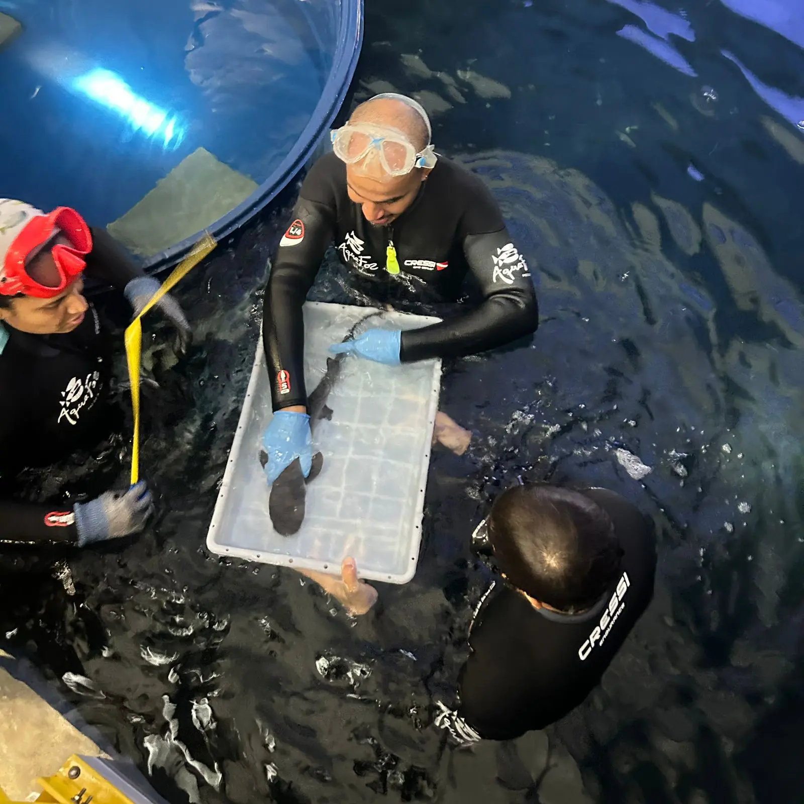 O nascimento da espécie de tubarão ameaçada de extinção é o primeiro no aquário de Foz do Iguaçu (PR), inaugurado no fim de 2025.