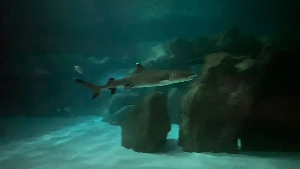 A mãe do filhote, a tubarão Carol, chegou do AquaRio, no Rio de Janeiro