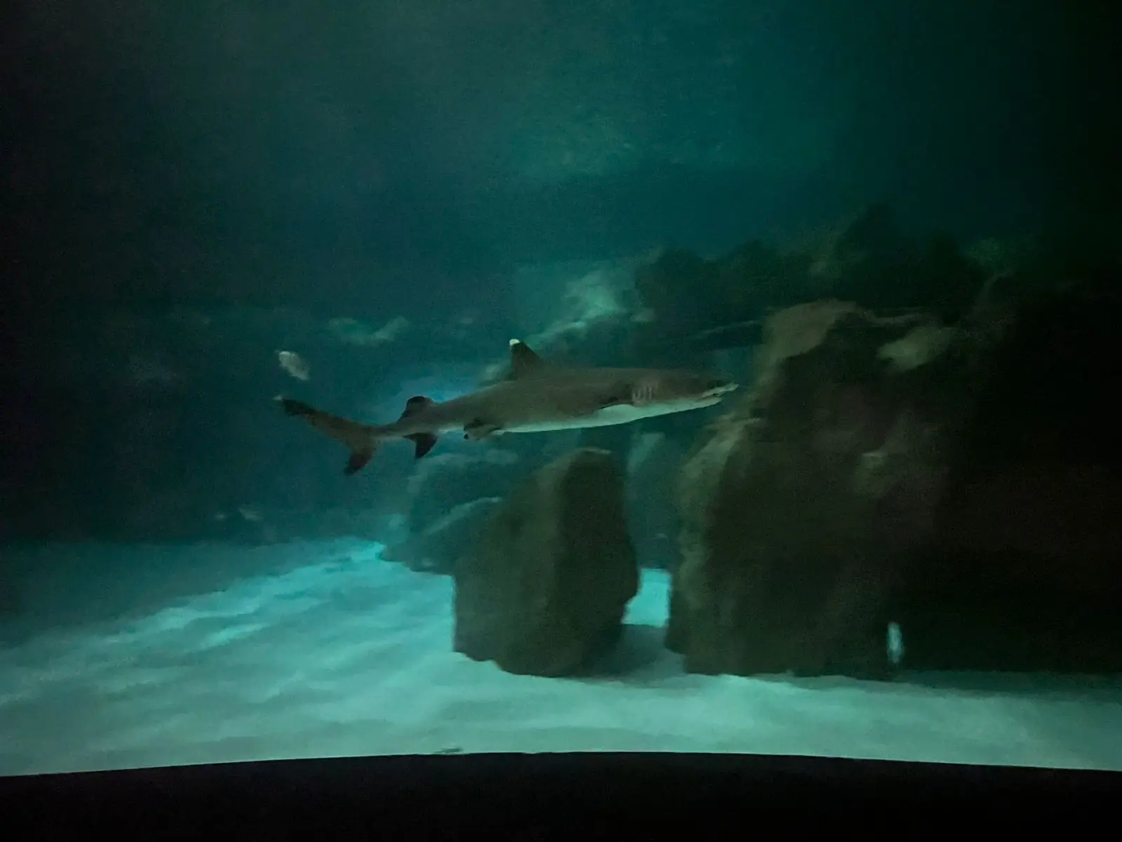 A mãe do filhote, a tubarão Carol, chegou do AquaRio, no Rio de Janeiro