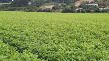 Cultivares paranaenses de feijão geraram benefício estimado de R$ 278 milhões ao setor produtivo em 2024.