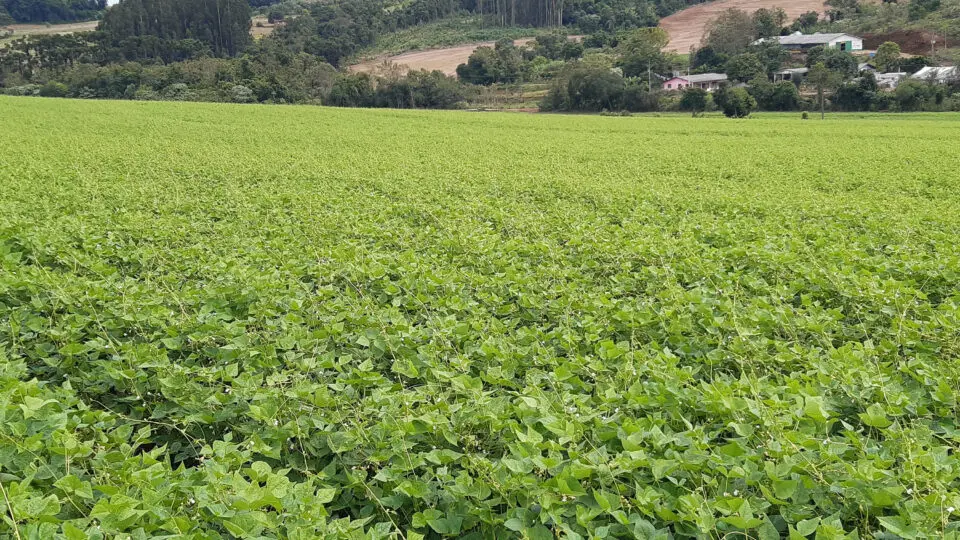 Cultivares paranaenses de feijão geraram benefício estimado de R$ 278 milhões ao setor produtivo em 2024.