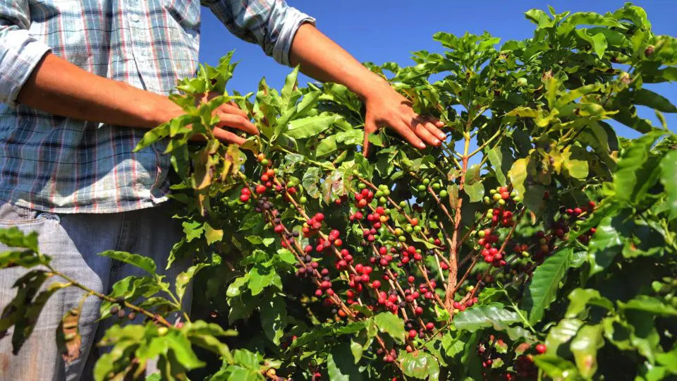 Pesquisa pública impulsiona cultivares paranaenses de café com qualidade de bebida e adaptação a diferentes regiões do Brasil e do exterior.