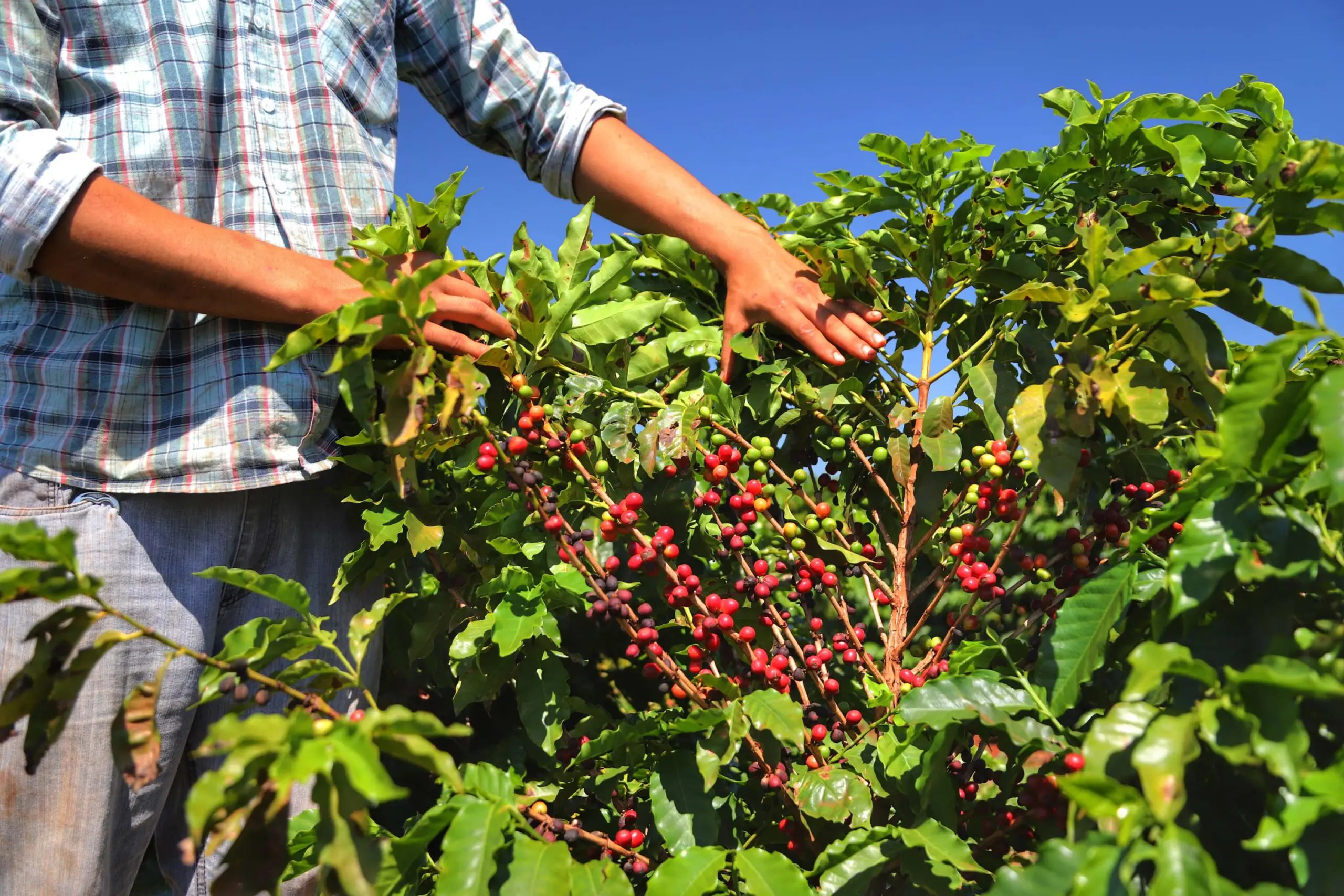 Pesquisa pública impulsiona cultivares paranaenses de café com qualidade de bebida e adaptação a diferentes regiões do Brasil e do exterior.