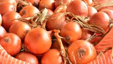 Produção de cebola em Santa Catarina entra em crise.