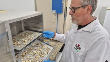 Pesquisa identifica banana com 60% de amido resistente para produção de farinha funcional em SC: pesquisador pretende dar uma alternativa sustentável aos produtores e promover o aproveitamento integral das frutas