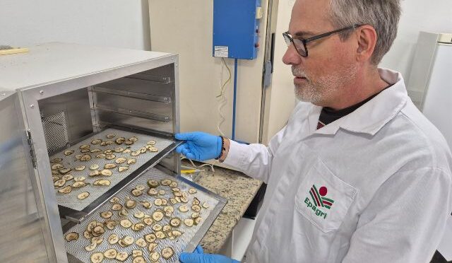 Estudo em SC quer transformar banana verde em farinha que controla diabete