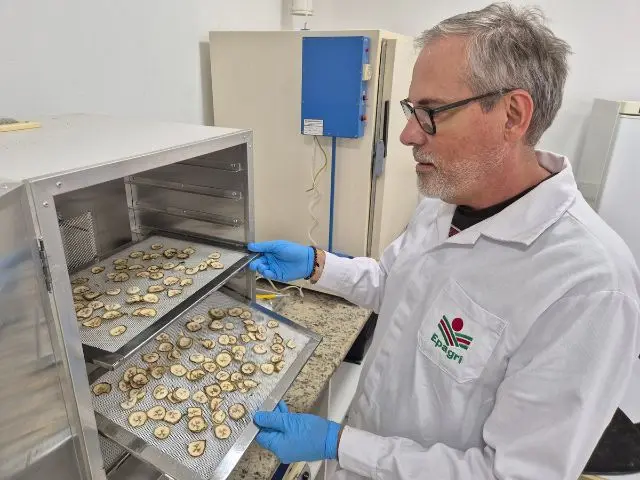 Pesquisa identifica banana com 60% de amido resistente para produção de farinha funcional em SC: pesquisador pretende dar uma alternativa sustentável aos produtores e promover o aproveitamento integral das frutas