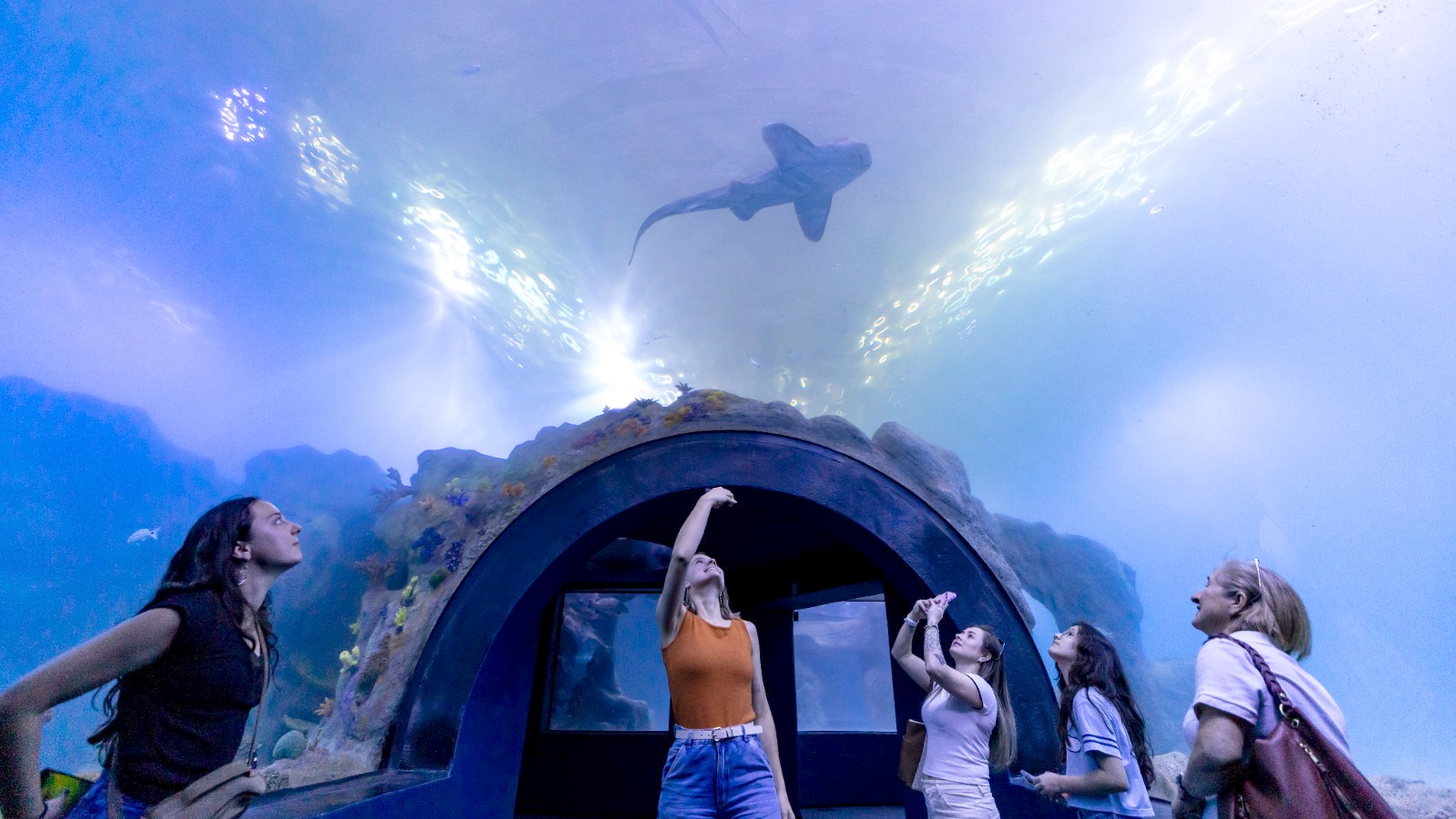 Visitantes observam tubarões no túnel do AquaFoz, atração que amplia o turismo científico e ambiental em Foz do Iguaçu.