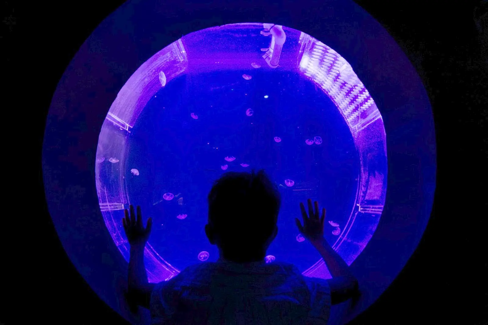 Diante das águas-vivas, o público mergulha em um universo de cores e descobertas no AquaFoz.