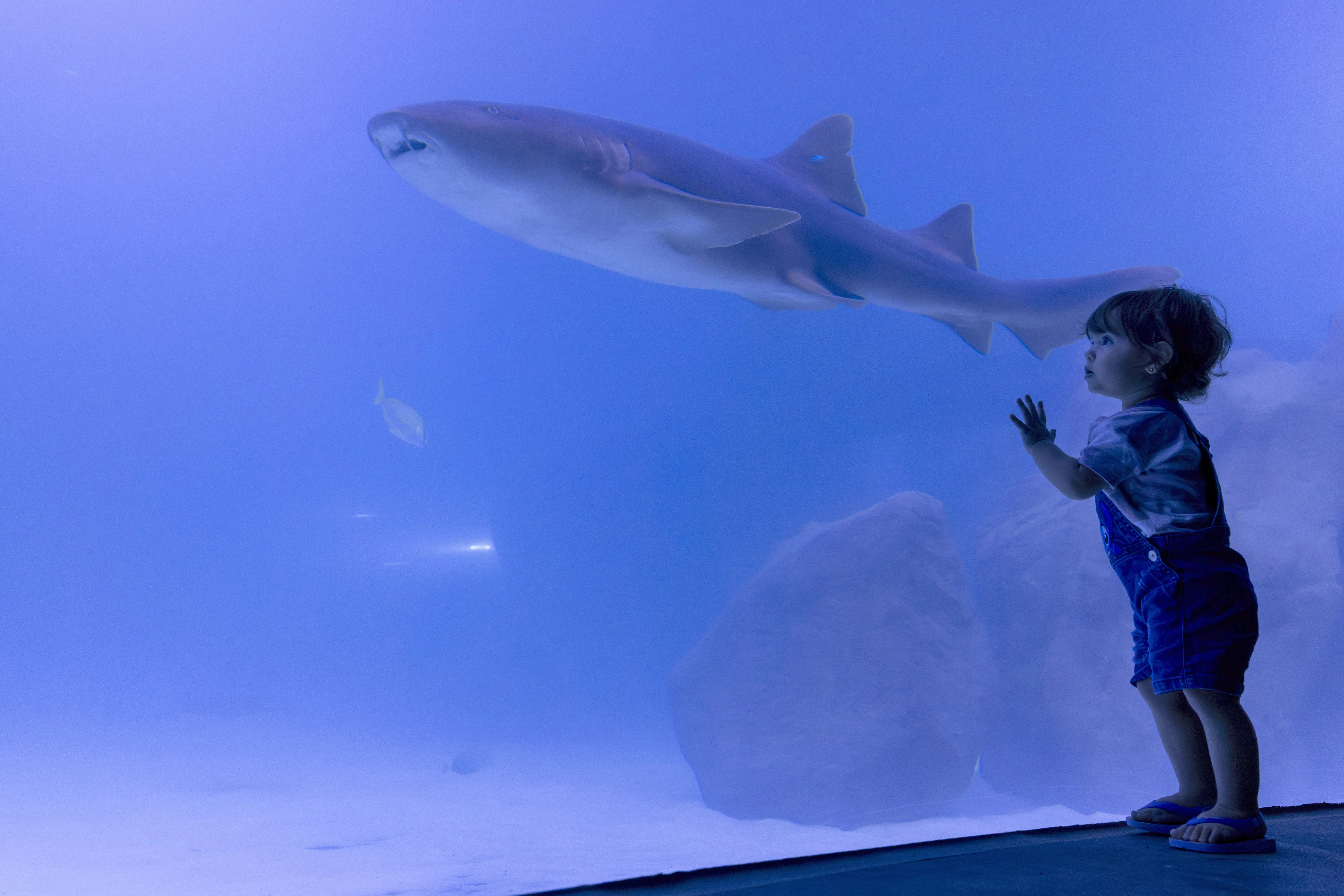 Visitantes do AquaFoz se encantam com a vida aquática em uma experiência que une lazer, ciência e conservação. 