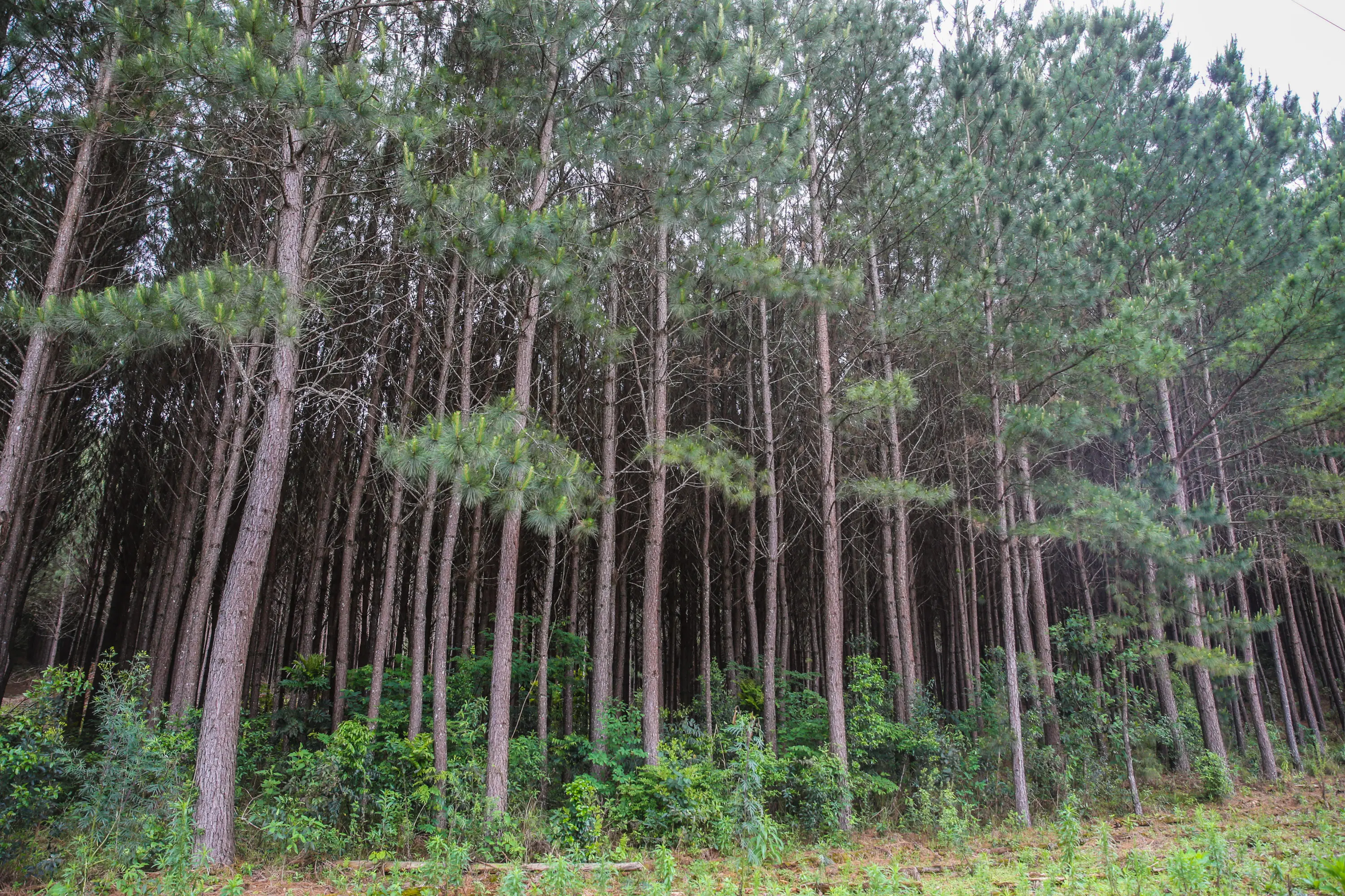 Aplicação do Código Florestal assegura segurança jurídica ao setor florestal e amplia previsibilidade para licenciamento, investimentos e planejamento de longo prazo.