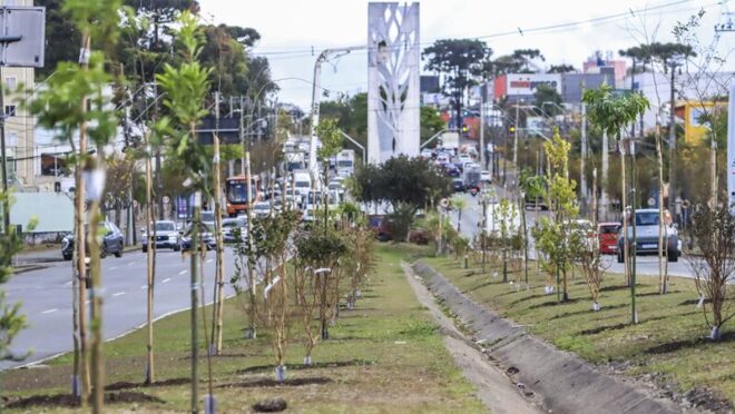 Plano Municipal de Arborização Urbana entra na reta final para sugestões em Curitiba