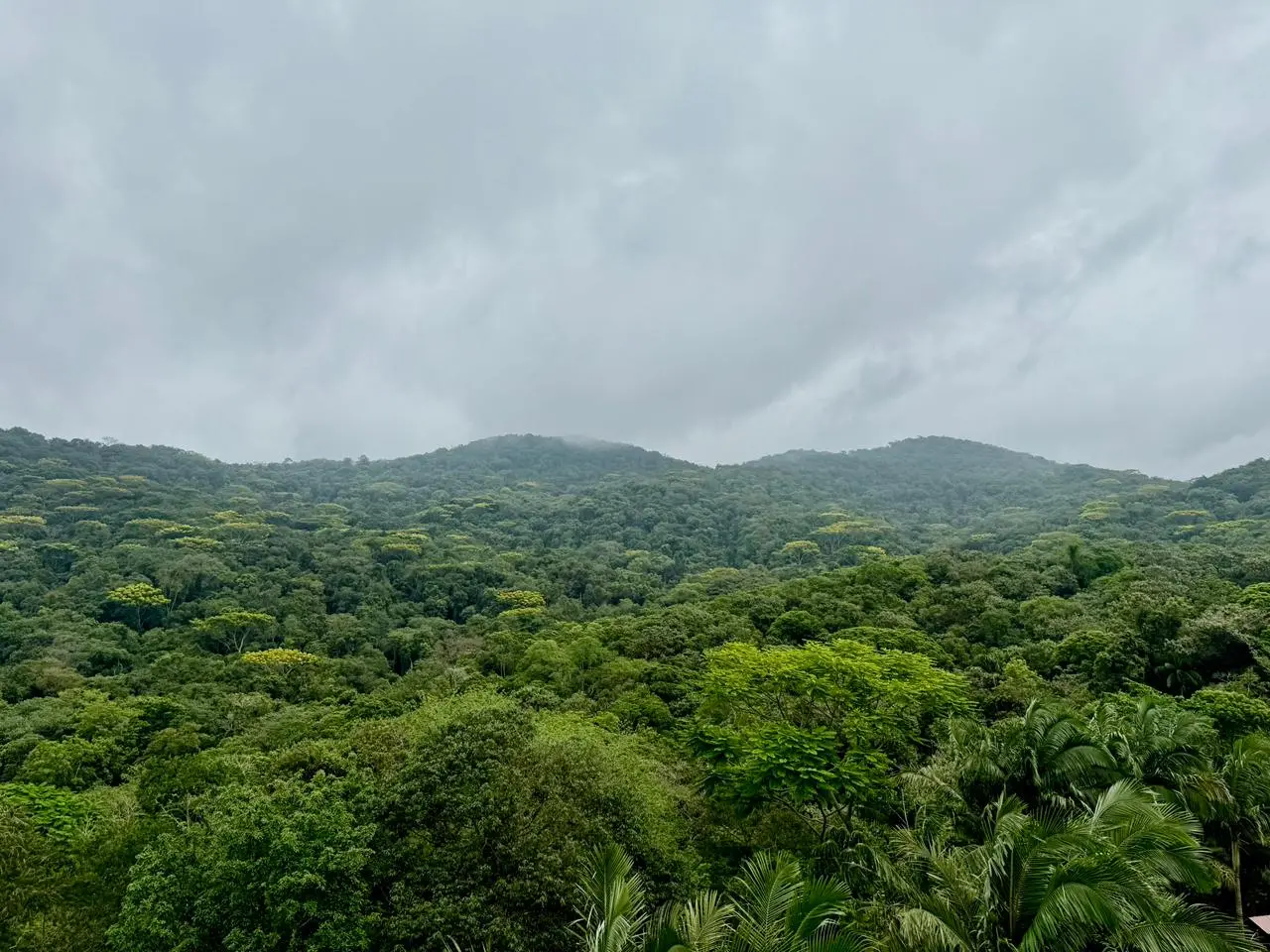 Remanescentes de Mata Atlântica no litoral paranaense, território estratégico para conservação da biodiversidade e foco dos projetos apoiados pelo Programa Biodiversidade Litoral do Paraná.